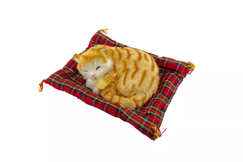 Tatlı Patiler Uyuyan Kedi Büyük Boy