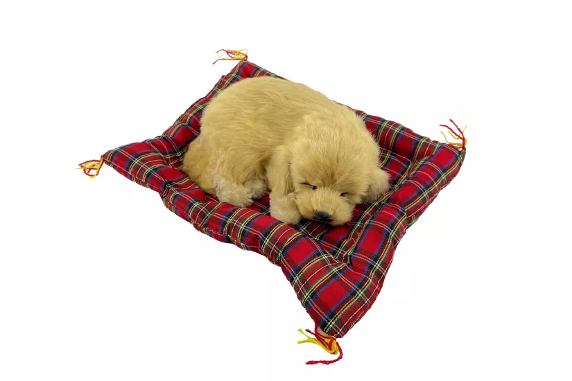 Tatlı Patiler Uyuyan Köpek Büyük Boy