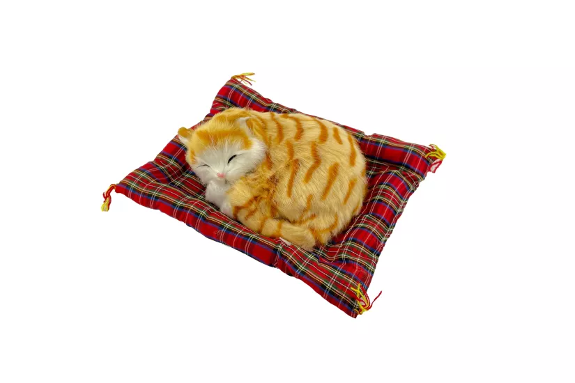Tatlı Patiler Uyuyan Kedi