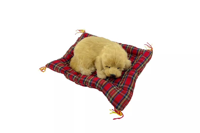 Tatlı Patiler Uyuyan Köpek