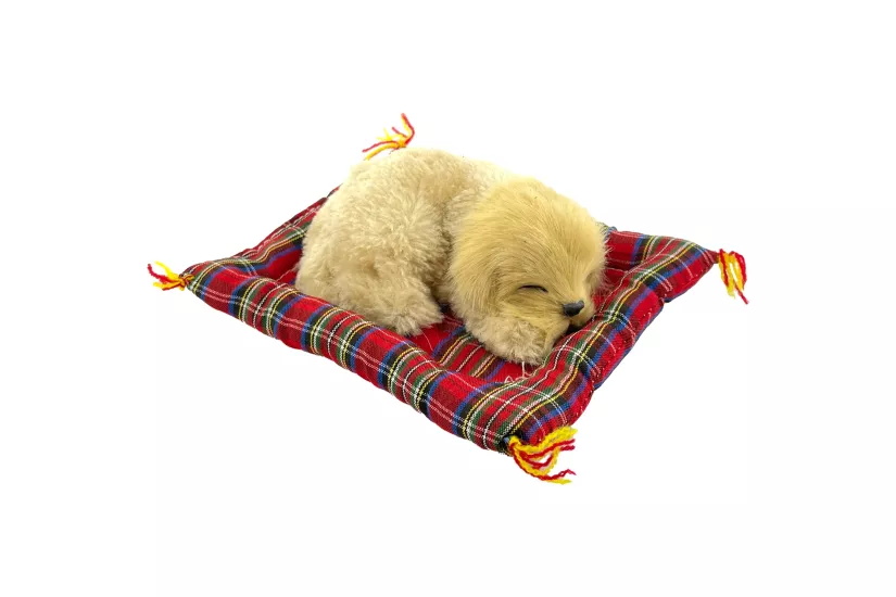 Tatlı Patiler Uyuyan Köpek