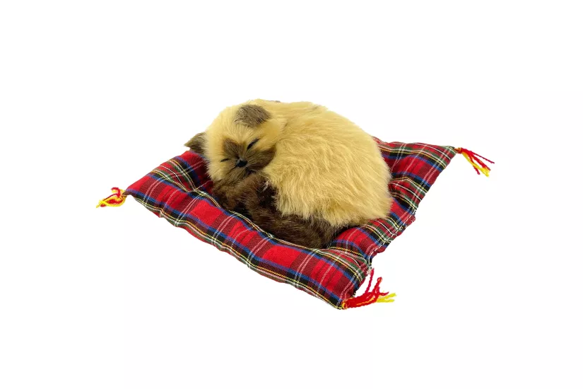 Tatlı Patiler Uyuyan Kedi