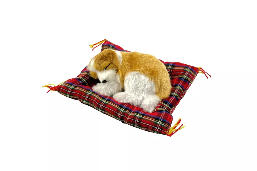 Tatlı Patiler Uyuyan Köpek